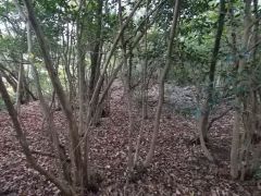 ��s���R�ʂ𐼂��]�ށB