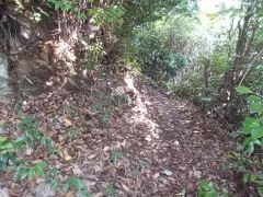 �o�R���͒n���ۑ���̎�ɂ�薖�[�̐���G�x�܂ł�������Ɛ�������Ă���B�O�̊s�Ɠ�̊s�̊Ԃ̓o�R���̏�ԁB