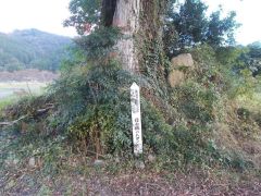 �Ռ��̃��N�m�L�̑�؂̐����Ɂu�ږ؍\�v�Ƃ���B