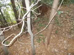 ��ՂƂ��Ă̕W���͂Ȃ������B���암�̌Ռ��Ղ炵�����܂�B